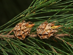 Cylindrococcus spiniferus