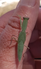 Orthodera