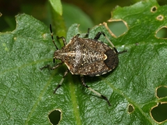 Oncocoris geniculatus