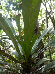 Meryta coriacea