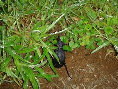 Tefflus meyerlei delegorguei