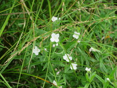 Epilobium pallidiflorum