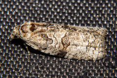 Harmologa