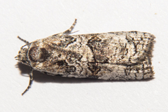 Harmologa