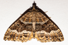Hydriomena deltoidata