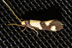 Opogona comptella