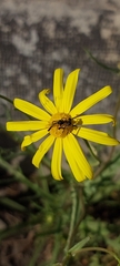 Dilophus