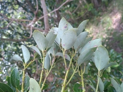 Cinnamomum
