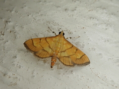 Orphanostigma haemorrhoidalis