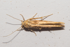 Stathmopoda plumbiflua