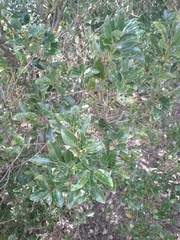 Cinnamomum