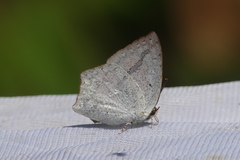 Curetis acuta