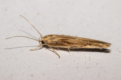 Stathmopoda plumbiflua