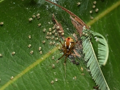 Theridion pyramidale