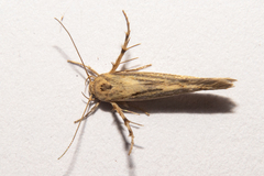 Stathmopoda plumbiflua