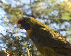 Platycercus caledonicus