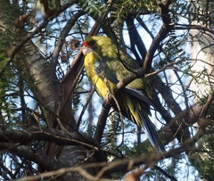 Platycercus caledonicus