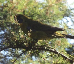 Platycercus caledonicus