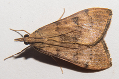 Uresiphita maorialis