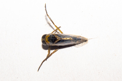 Anisops