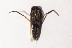 Anisops