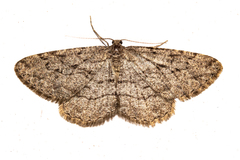 Zermizinga indocilisaria