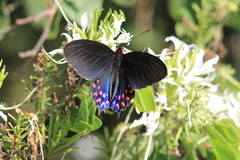 Parides photinus