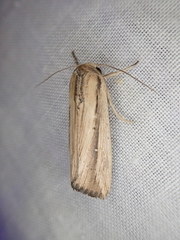 Leucania stenographa