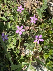 Erodium cicutarium