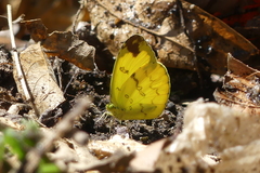 Eurema andersoni