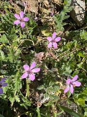 Erodium cicutarium