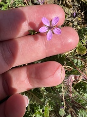 Erodium cicutarium