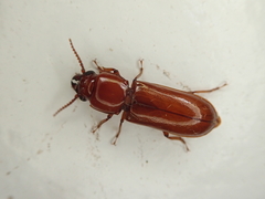 Papuandra norfolkensis