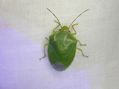 Glaucias amyoti