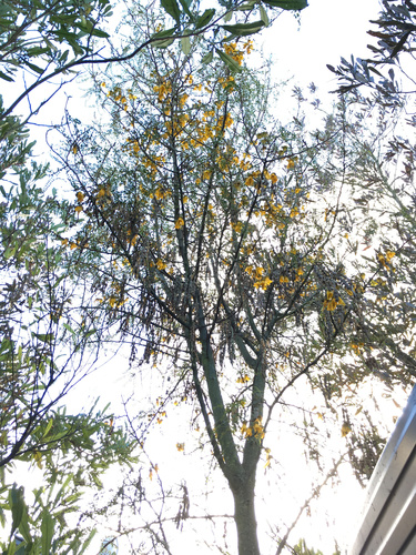 Sophora microphylla