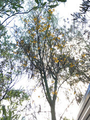 Sophora microphylla