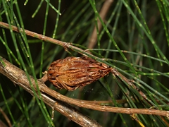 Cylindrococcus spiniferus