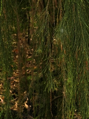 Allocasuarina verticillata