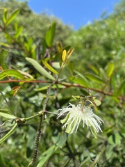 Passiflora misera