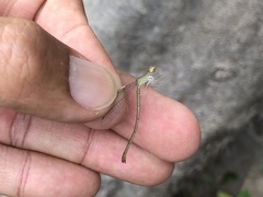 Ceriagrion praetermissum