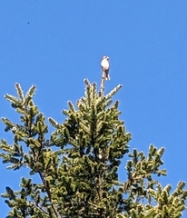 Haemorhous purpureus