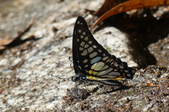 Graphium chironides