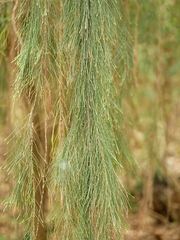 Allocasuarina verticillata