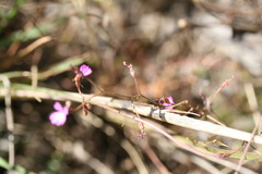 Stylidium adenophorum