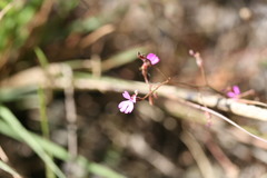 Stylidium adenophorum