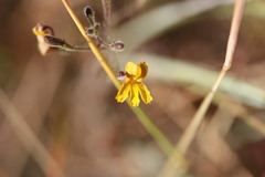Goodenia bicolor