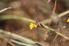 Goodenia bicolor