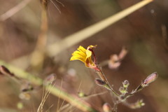 Goodenia bicolor
