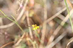 Goodenia bicolor