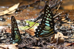 Graphium chironides